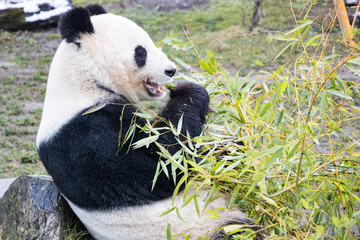 A giant panda eating bamboo