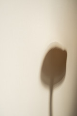 Shadow of Tulip