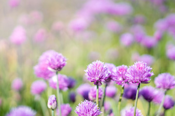 Fresh chive flowers in agriculture with space for text or logos
