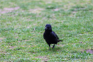 Crow walking on the grass