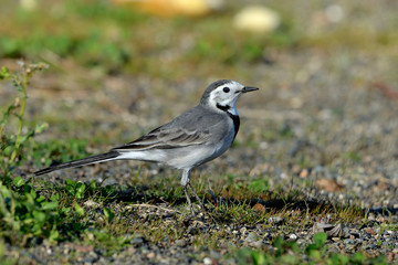 lavandera blanca en el parque (Motacilla alba) Marbella Andalucía España