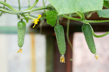 Cucumbers ripen in the greenhouse.