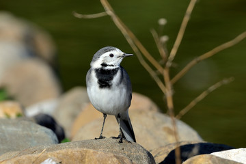  lavandera blanca en las piedras del estanque del parque (Motacilla alba) Marbella Andalucía...