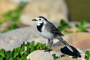 lavandera blanca en el parque junto al estanque  (Motacilla alba) Marbella Andalucía España