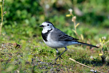  lavandera blanca en el parque junto al estanque  (Motacilla alba) Marbella Andalucía España