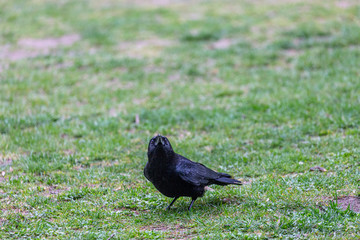 Crow walking on the grass