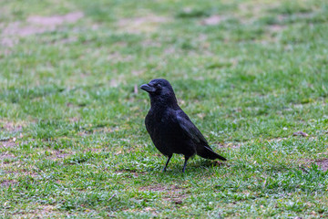 Crow walking on the grass
