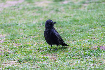 Crow walking on the grass