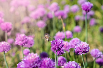 Fresh chive flowers in agriculture with space for text or logos