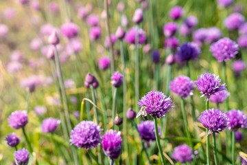 Fresh chive flowers in agriculture with space for text or logos