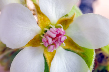 blooming branches of a pear tree close up