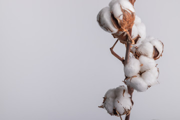 dry cotton branch on a white background