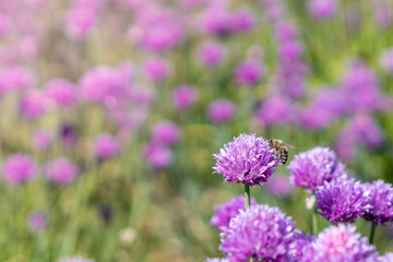 Obraz premium Fresh chive flowers in agriculture with space for text or logos