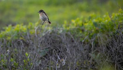 Common stonechat Saxicola rubrical perched defending its territory