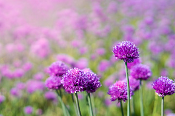 Fresh chive flowers in agriculture with space for text or logos