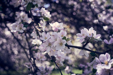 Blooming apple trees in the garden