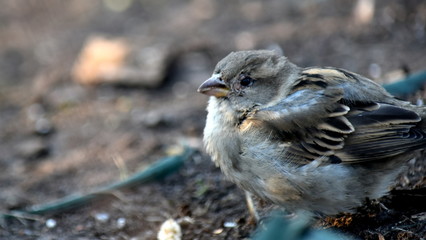 House Sparrow in spring in a park area.
The color of the plumage is brownish-brown on top, rust-colored with black spots, whitish or gray underneath. 
Selective focus.