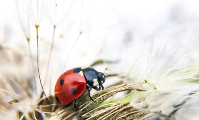 ladybug - Stock Image