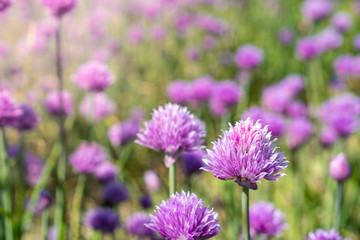 Fresh chive flowers in agriculture with space for text or logos