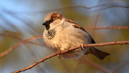 House Sparrow on a branch in spring in a park area.
The color of the plumage is brownish-brown on...
