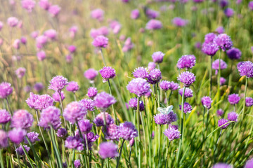 Obraz na płótnie Canvas Fresh chive flowers in agriculture with space for text or logos