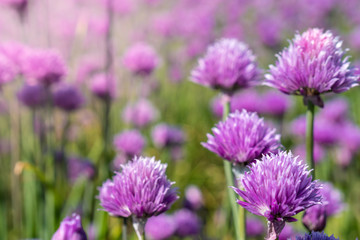 Fresh chive flowers in agriculture with space for text or logos