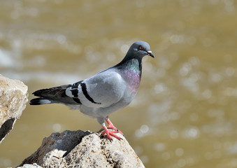 paloma zurita en una roca en el rio  (Columba oenas) Marbella Andalucía España	