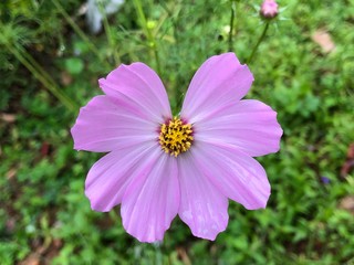 Obraz premium Beautiful flower captured in Sri Lanka