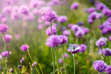 Fresh chive flowers in agriculture with space for text or logos