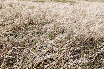 Natural texture of last year's yellowed grass-straw