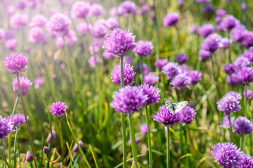 Fresh chive flowers in agriculture with space for text or logos