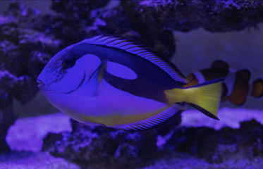 Paracanthurus hepatus