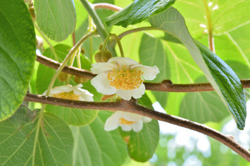 Kiwi blooming and beautiful white flower on branches of kiwi fruit vine and green new leaves on a spring day in the garden. Spring foliage and natural background concept. Close up, selective focus