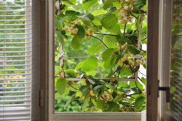House window and kiwi vines in blooming grow from outside on the window on spring beautiful day. Interior and natural house isolation concept. Close up, selective focus