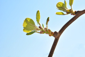 Young kiwi branches with a new leaf on a spring day in a garden, blue clear sky in the background. Spring foliage and natural background concept. Close up, selective focus