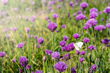 Fresh chive flowers in agriculture with space for text or logos