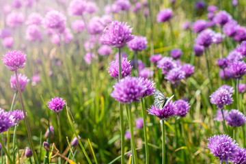 Fresh chive flowers in agriculture with space for text or logos