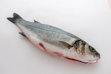 Sea bass with white background