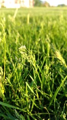 Low and closeup shot of fresh grass during summer


