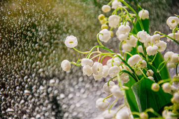 rain drops on the window and white flowers Convallaria