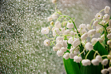 rain drops on the window and white flowers Convallaria