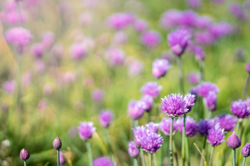 Obraz premium Fresh chive flowers in agriculture with space for text or logos