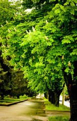 Castanea, alley of spring trees