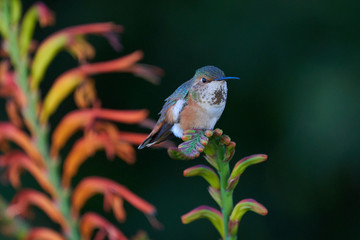 Hummingbird Green and Brown Resting on Lucifer flower.  Different Head  Positions.  Fluffing Feathers.  Looking Left and to camera
