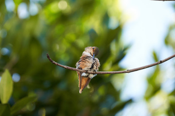 Hummingbird Brown Resting on Maple branch. Preening feathers.  Different head positions.  Looking left and Right.