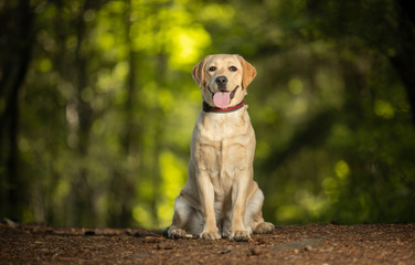 Cute yellow labrador retriever puppy sitting in the forest - obrazy, fototapety, plakaty