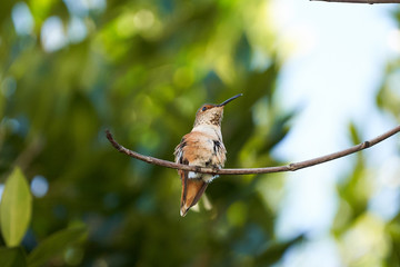 Hummingbird Brown Resting on Maple branch. Preening feathers.  Different head positions.  Looking left and Right.