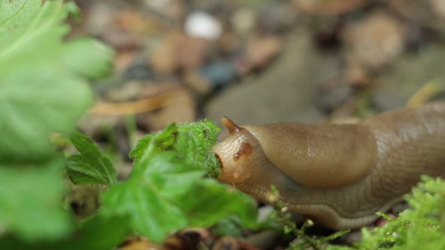Small banana slug seen up close and personal as it enjoys eating a leafy meal