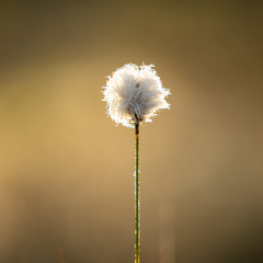Single flower in the warm golden light of the rising sun with the clear background