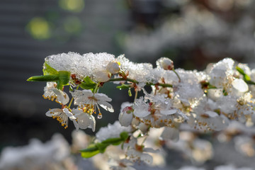 flowering tree branches with snow